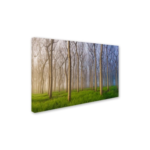 Andy Chan 'Morning Of The Forest' Canvas Art,30x47